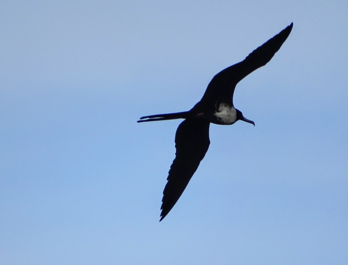 Magnificent Frigatebird - Rosie Howard