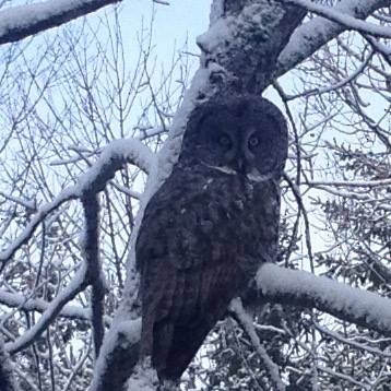 Great Gray Owl - ML75628291