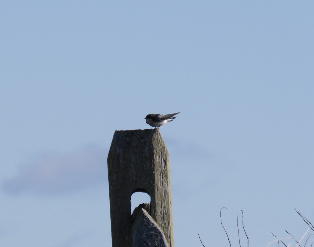 Tree Swallow - ML75628341