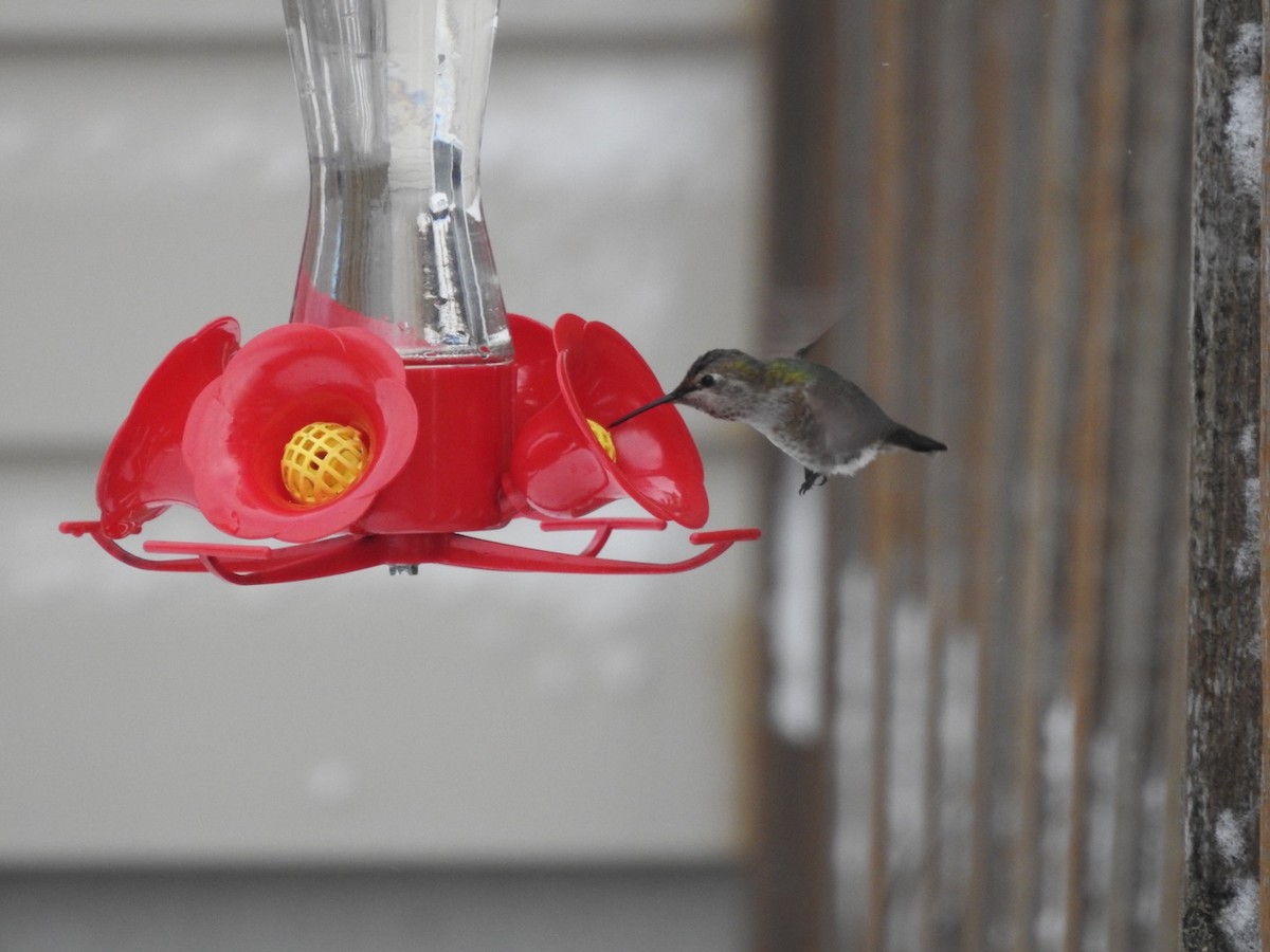 Anna's Hummingbird - ML75628371