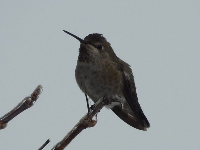 Colibrí de Anna - ML75629251