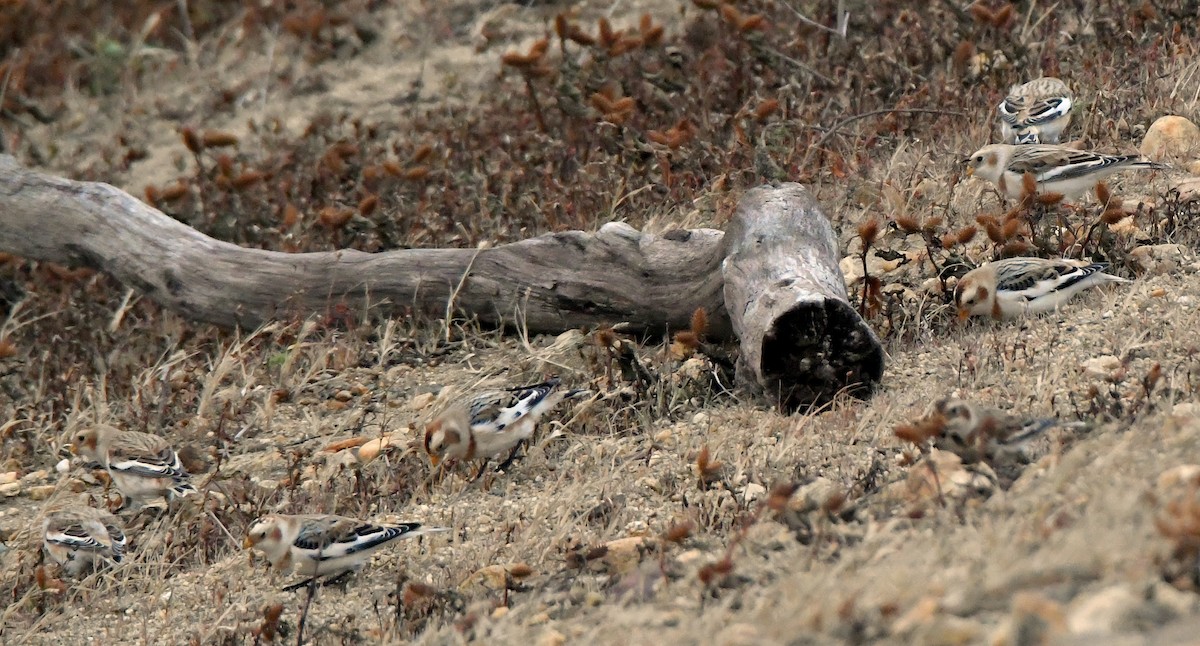 Snow Bunting - Dorrie Holmes