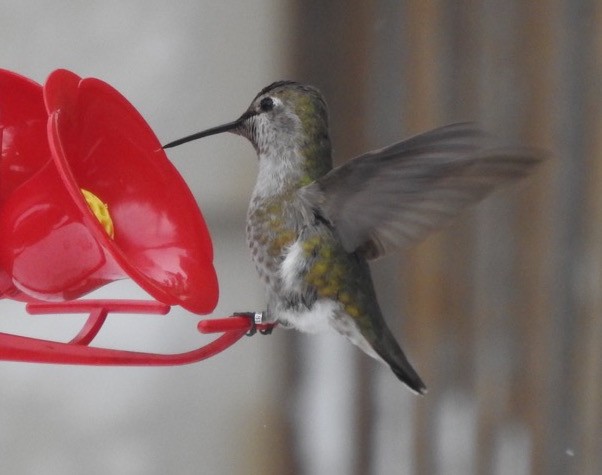 Anna's Hummingbird - William Konze