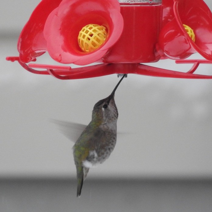 Anna's Hummingbird - ML75631171