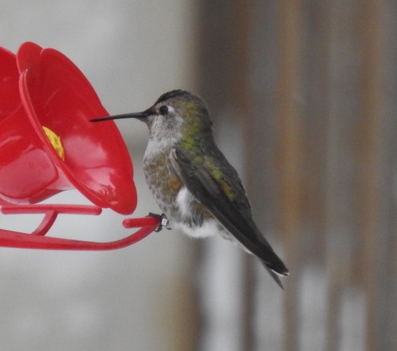 Anna's Hummingbird - ML75632361