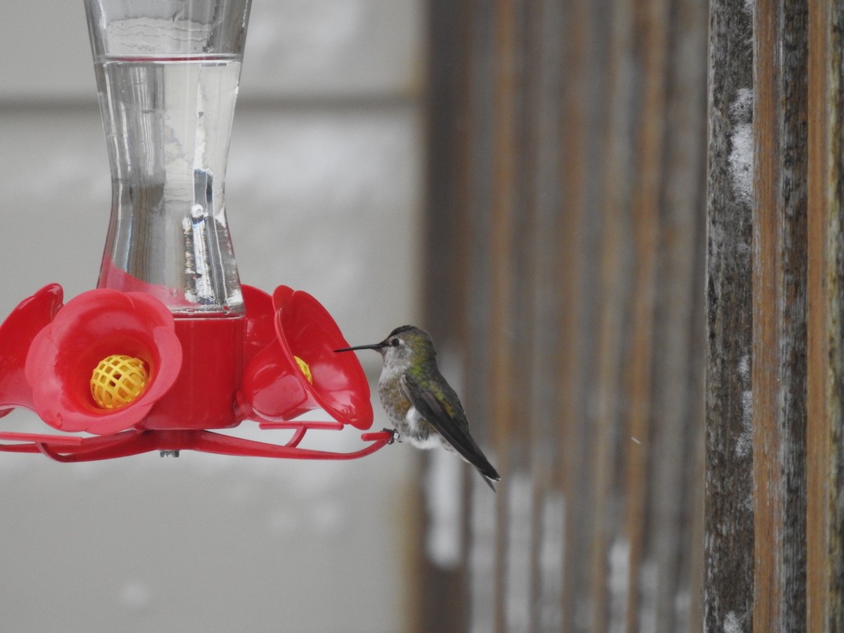 Anna's Hummingbird - ML75632511