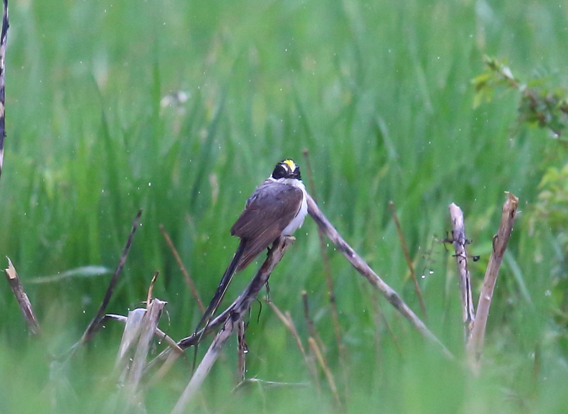 Fork-tailed Flycatcher - Charlie Trapani