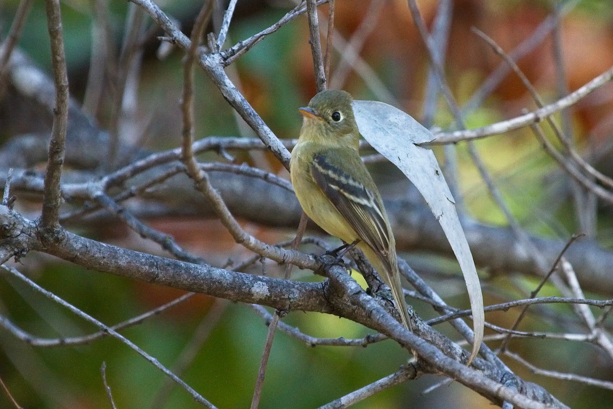 Western Flycatcher (Pacific-slope) - ML75634251