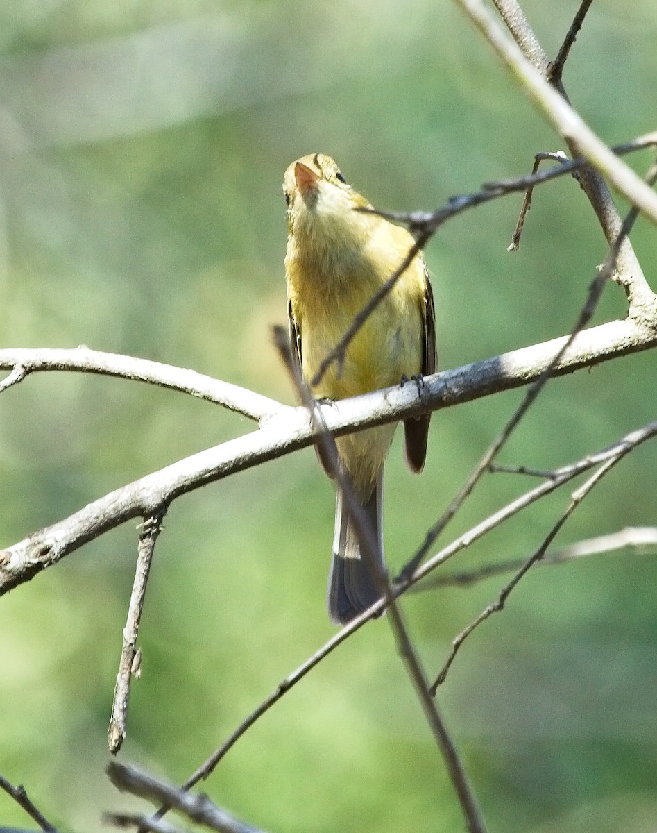 Western Flycatcher (Pacific-slope) - ML75634261