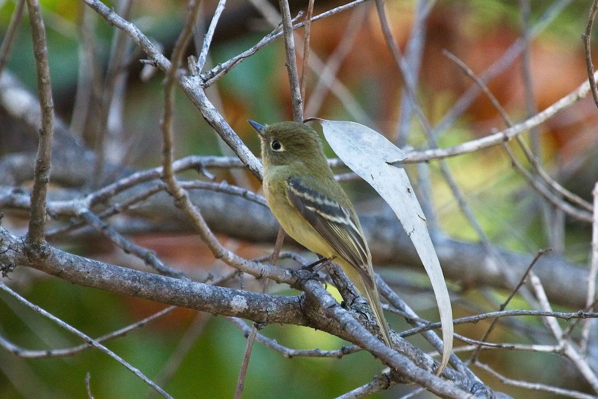 Western Flycatcher (Pacific-slope) - ML75634271