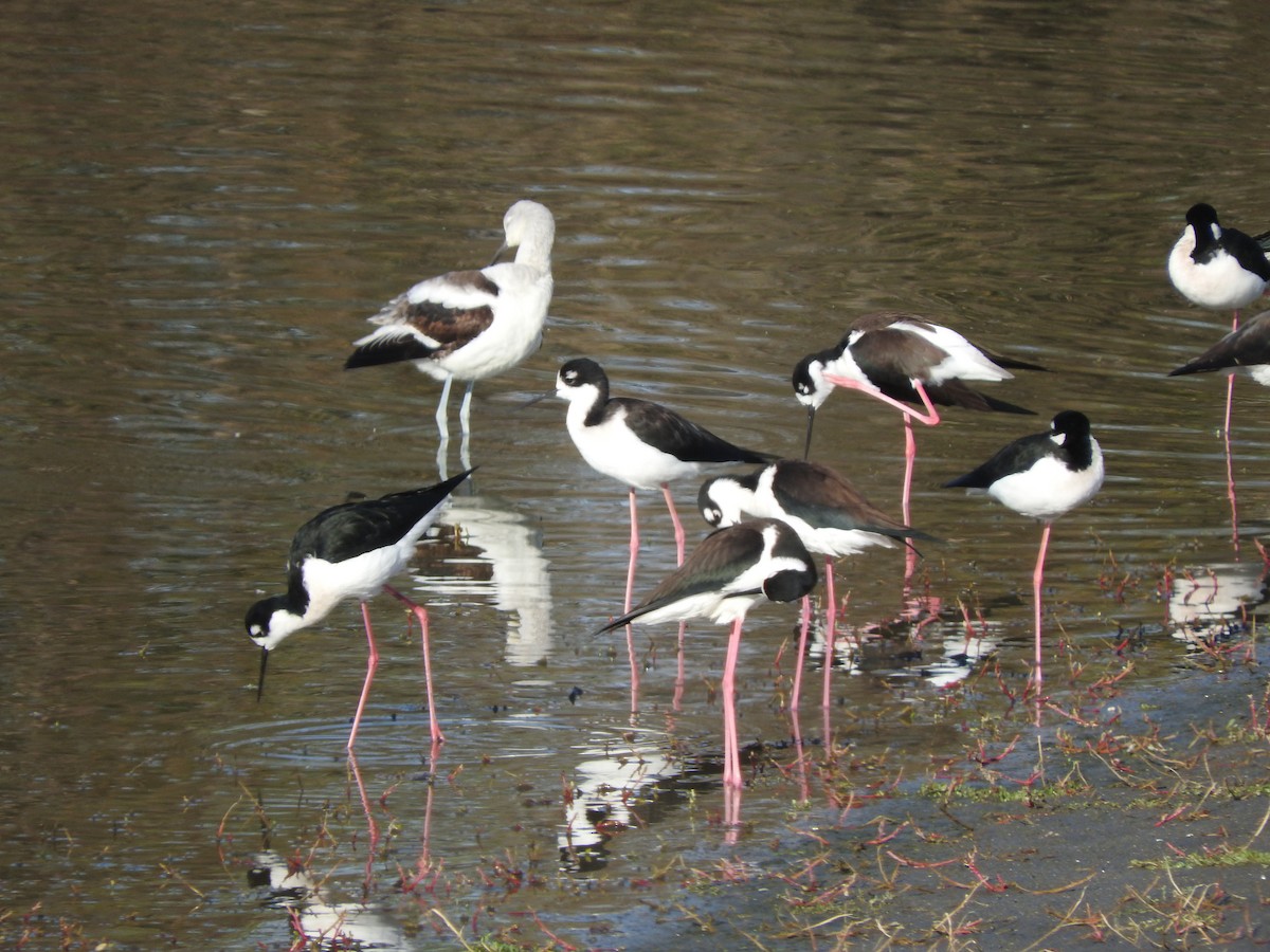 Black-necked Stilt - ML75634621