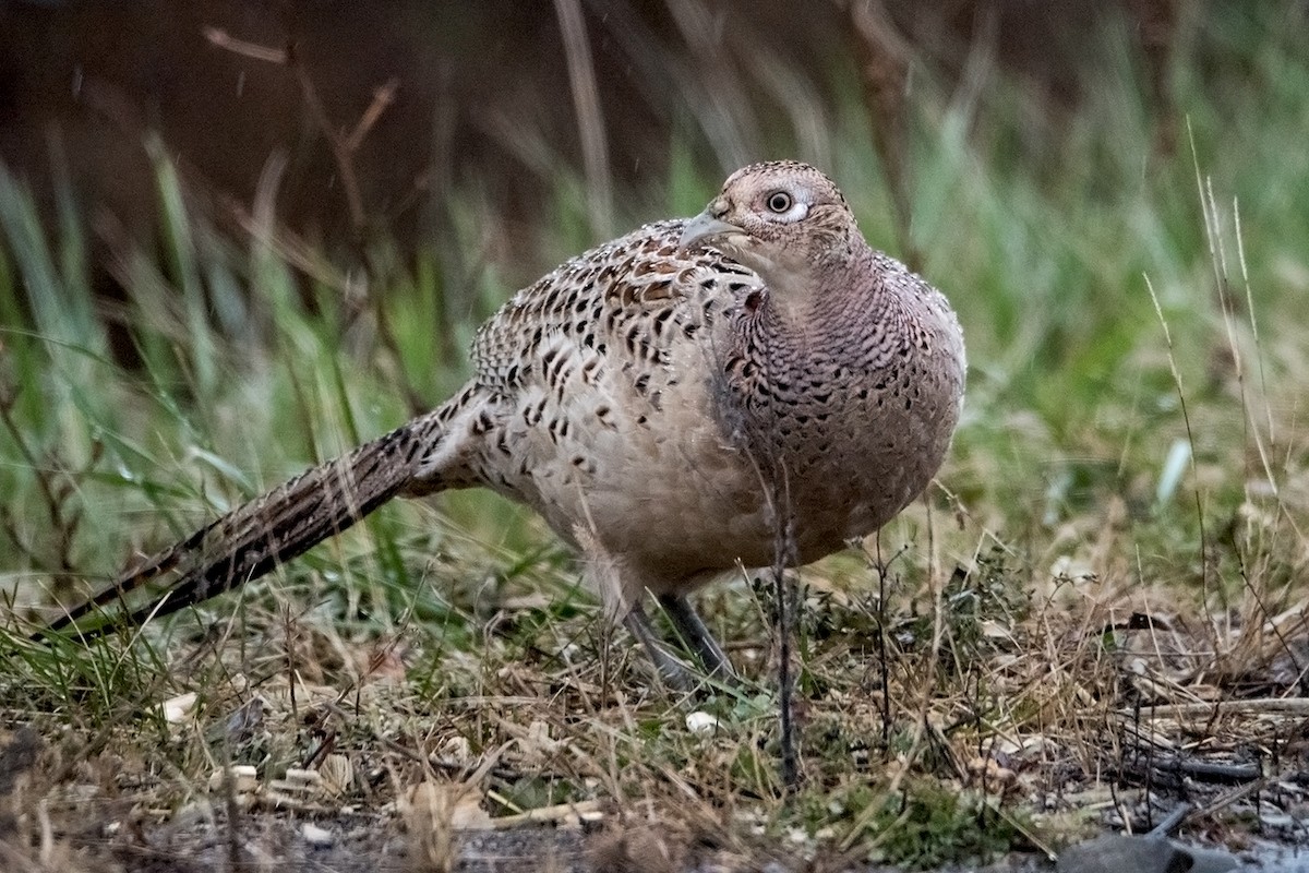 Ring-necked Pheasant - Sue Barth