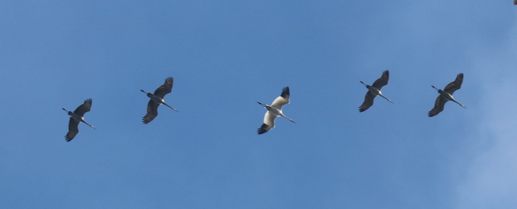 Whooping Crane - ML75636561