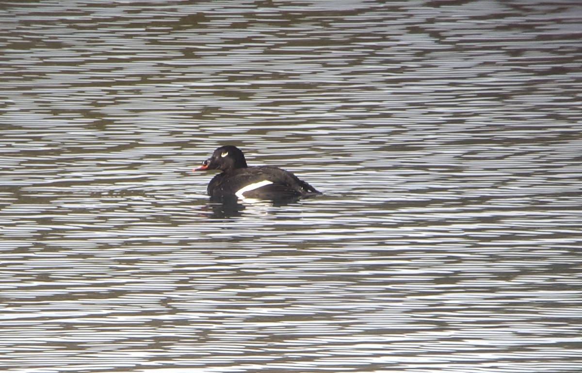 White-winged Scoter - ML75640821