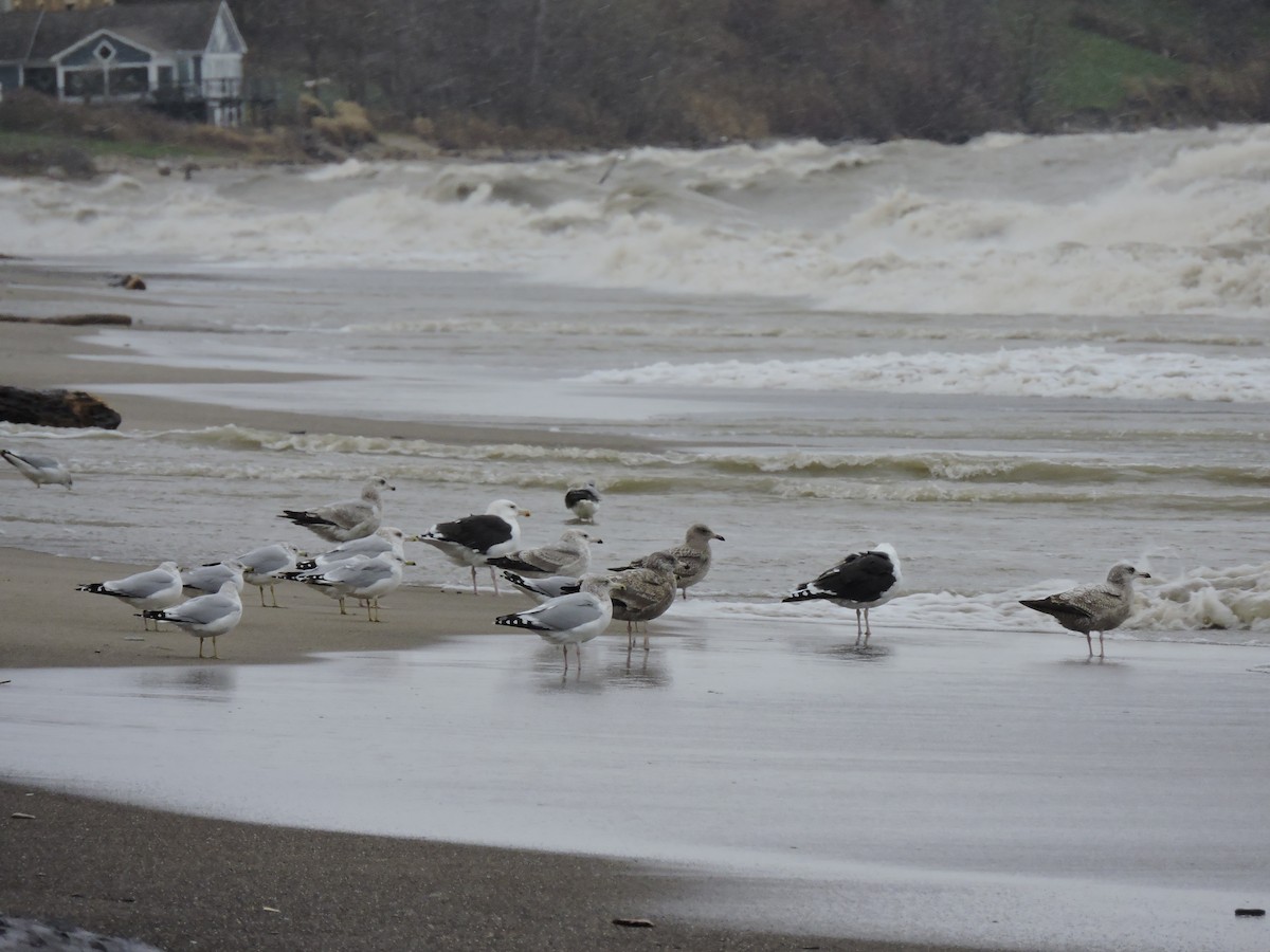 Great Black-backed Gull - Jamie Koller