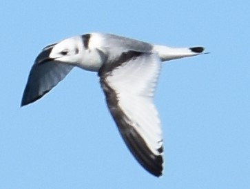 Gaviota Tridáctila (tridactyla) - ML75641241