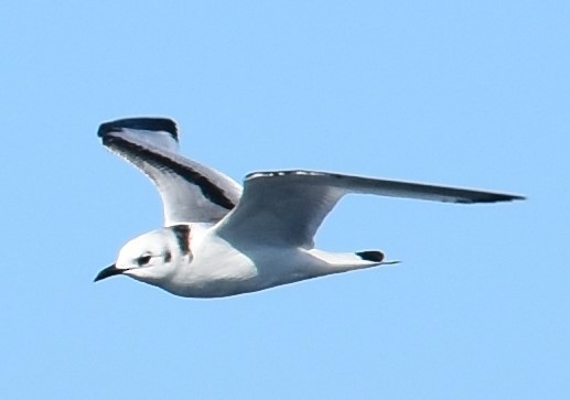 Black-legged Kittiwake (tridactyla) - ML75641251