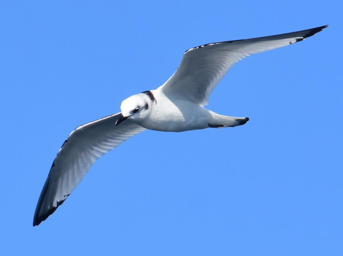 Gaviota Tridáctila (tridactyla) - ML75641321