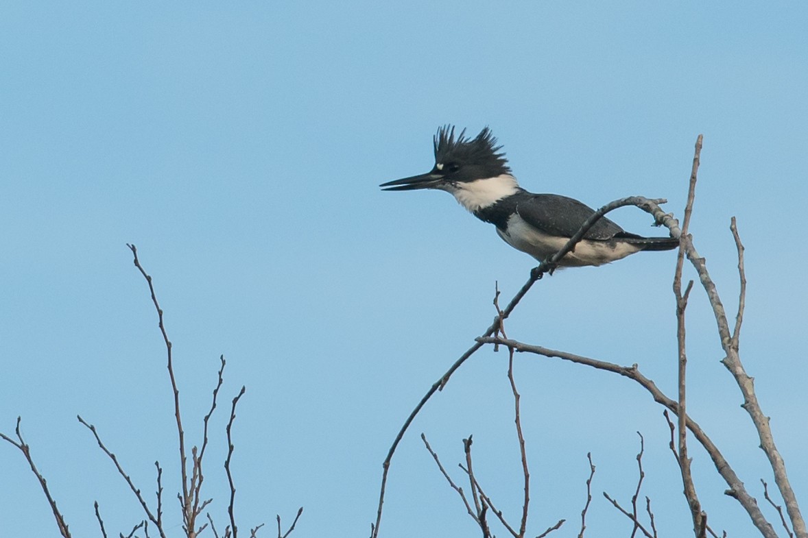 Belted Kingfisher - ML75641811