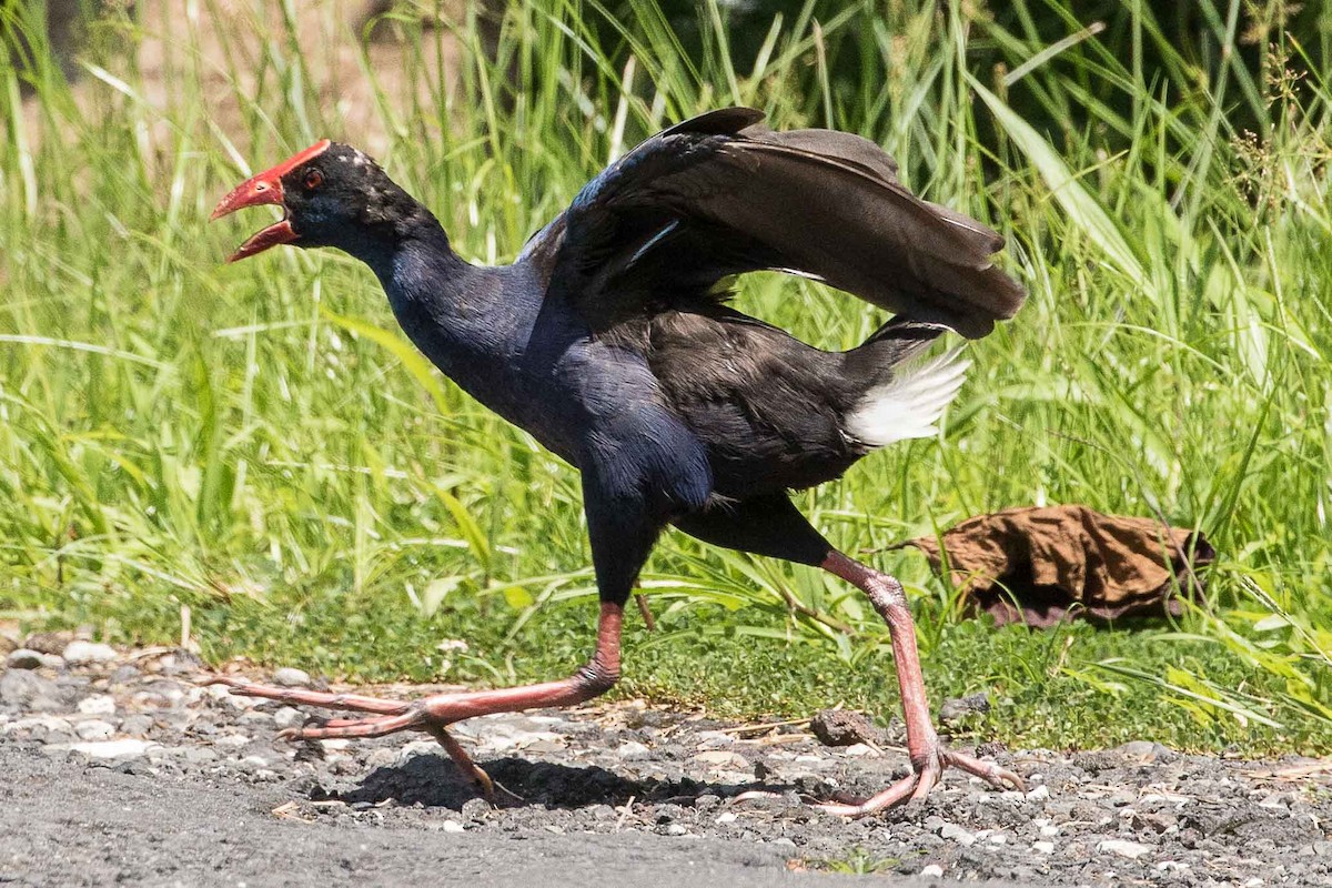 Australasian Swamphen - ML75642891