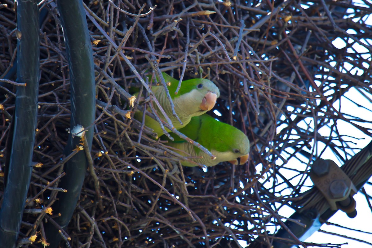 Monk Parakeet - ML75642961