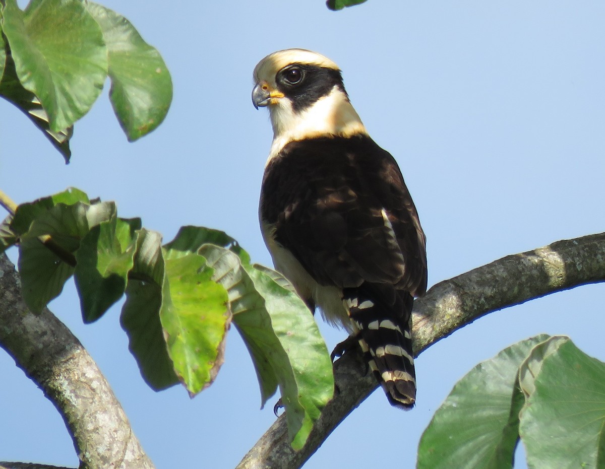 Laughing Falcon - ML75643451