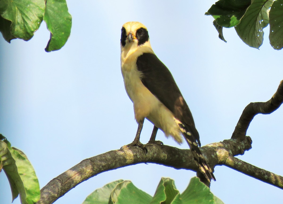 Laughing Falcon - ML75643481