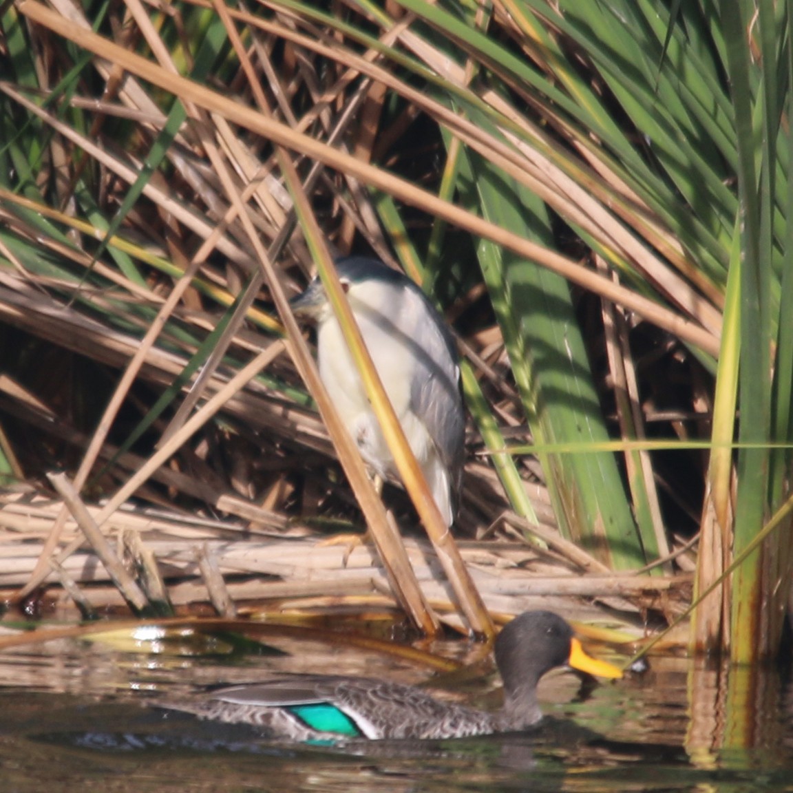 Black-crowned Night Heron - ML75649191