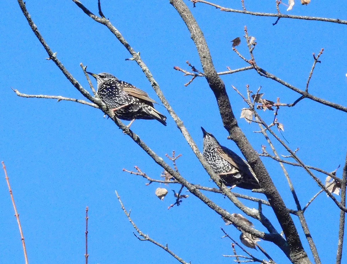 European Starling - ML75650071