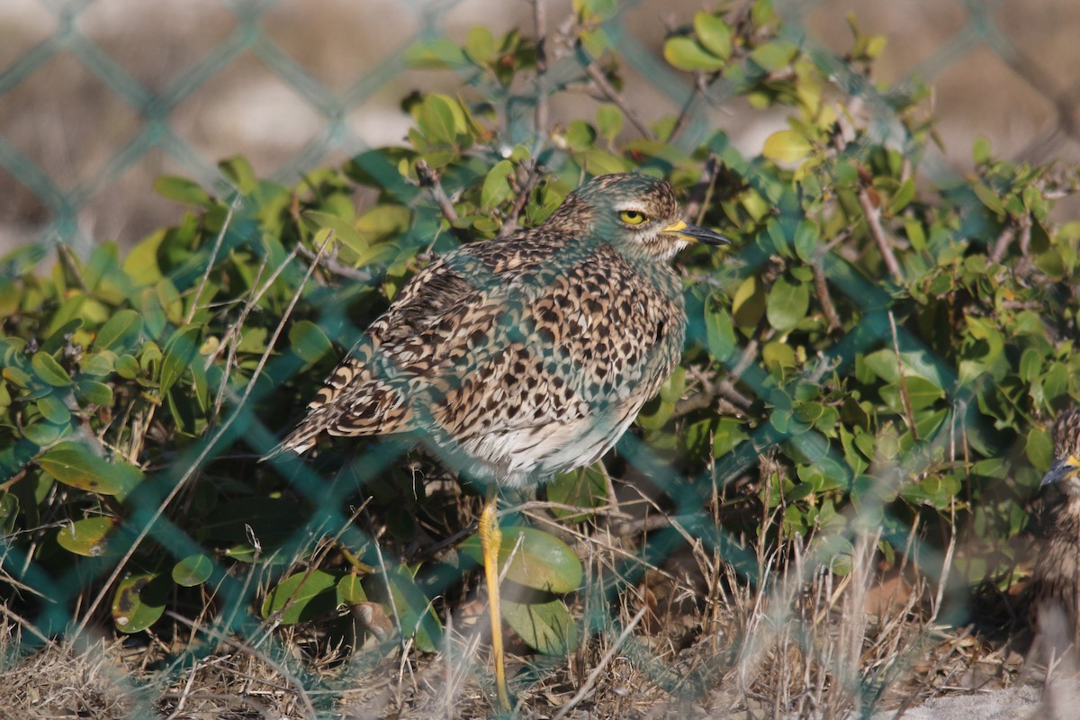 Spotted Thick-knee - Dan Fox