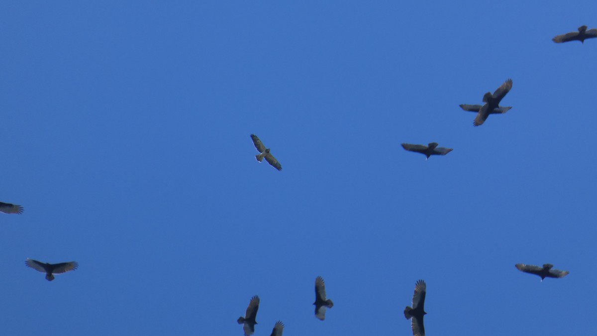 Swainson's Hawk - ML75651731