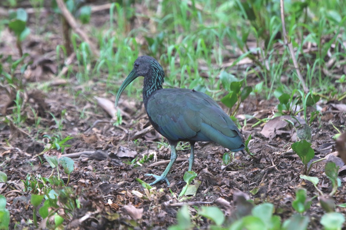 ibis zelený - ML75651781