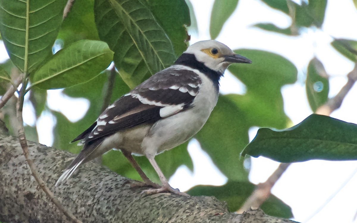 Black-collared Starling - ML75652621