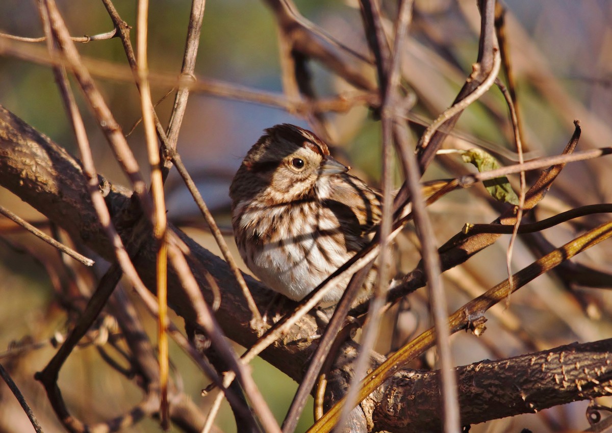 Song Sparrow - ML75654111