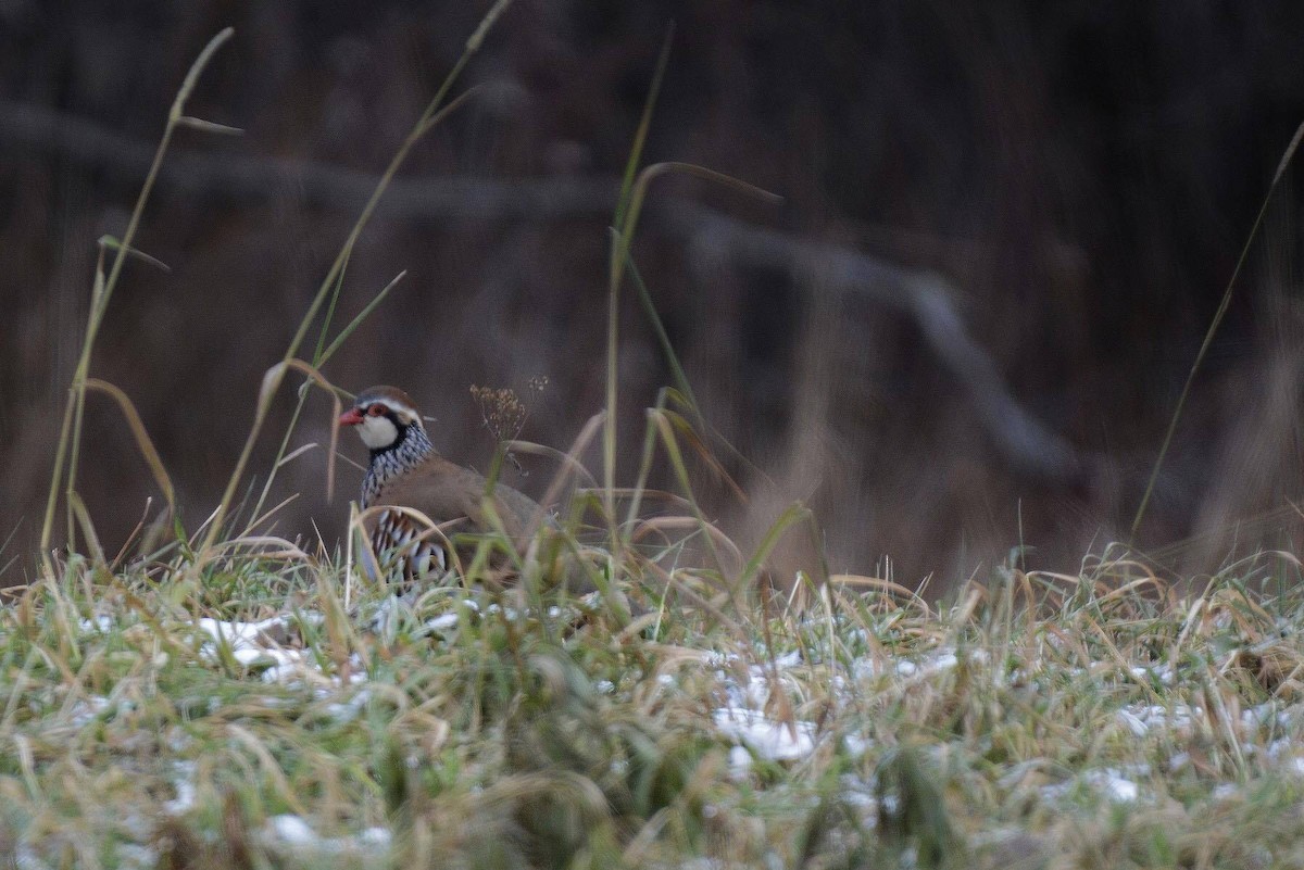 Red-legged Partridge - ML75654561