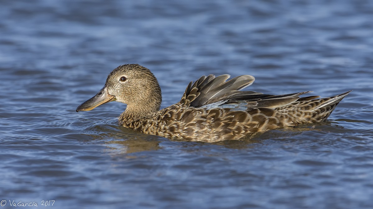 Cinnamon Teal - ML75655051