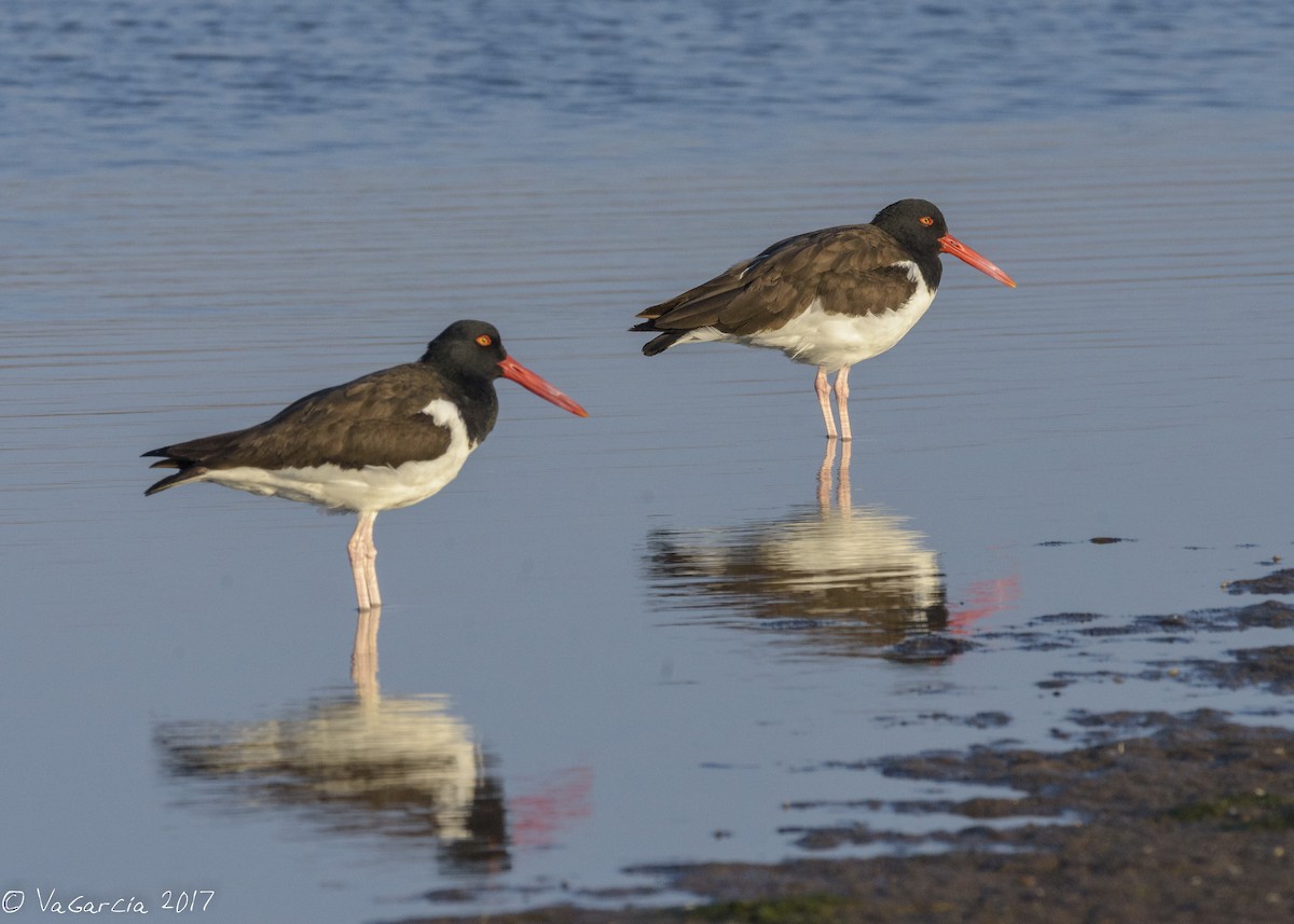 American Oystercatcher - ML75655161