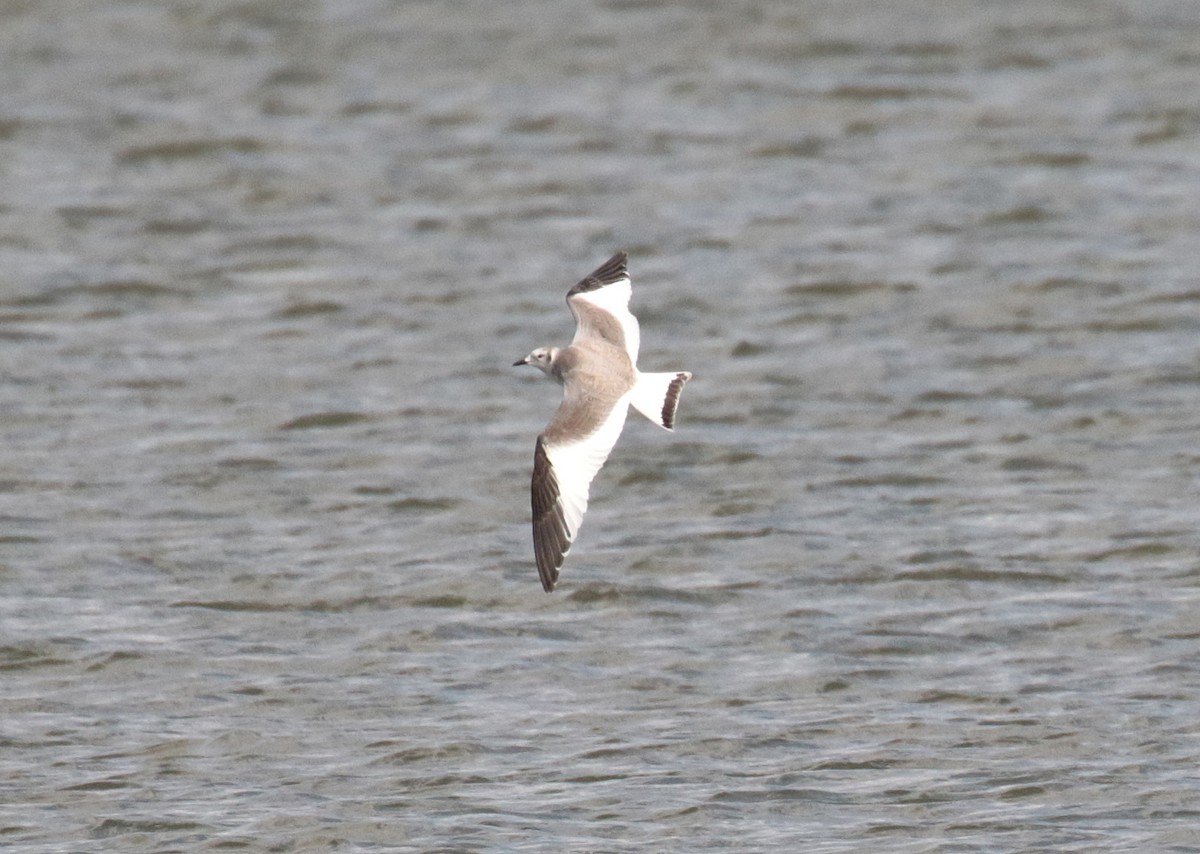 Sabine's Gull - ML75655181