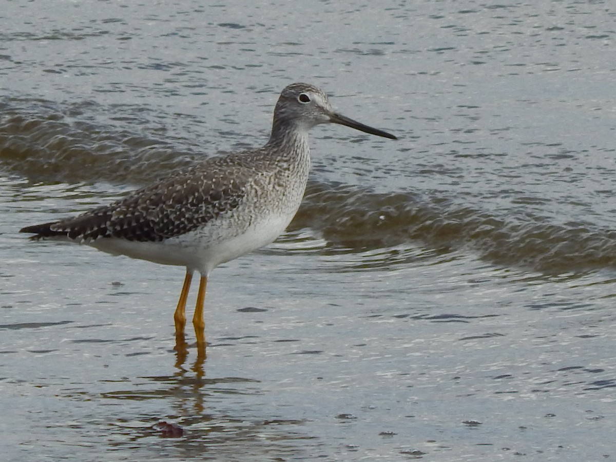 Greater Yellowlegs - ML75655211