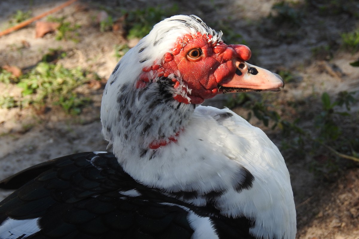 Muscovy Duck (Domestic type) - Van Remsen