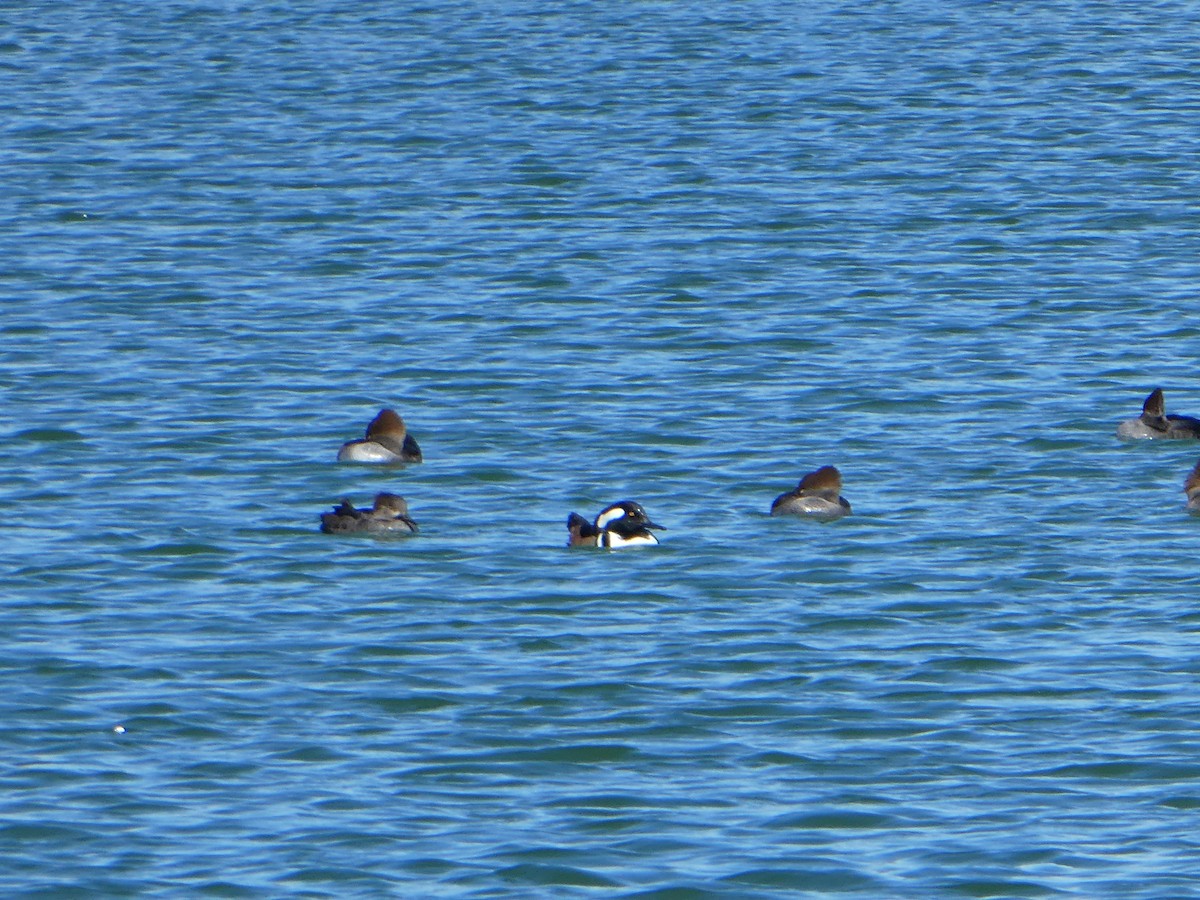 Hooded Merganser - ML75659401