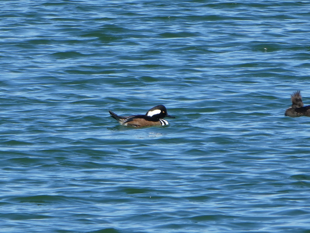 Hooded Merganser - ML75659521