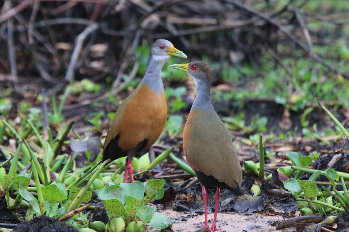 Gray-cowled Wood-Rail - Ian Thompson