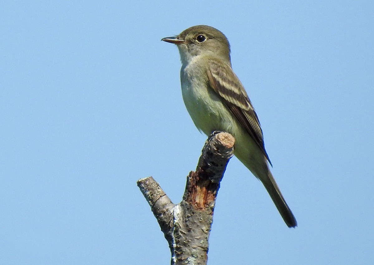 Alder Flycatcher - ML75660821