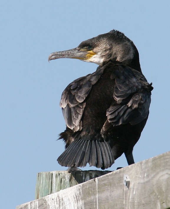 Great Cormorant - Bill Hubick