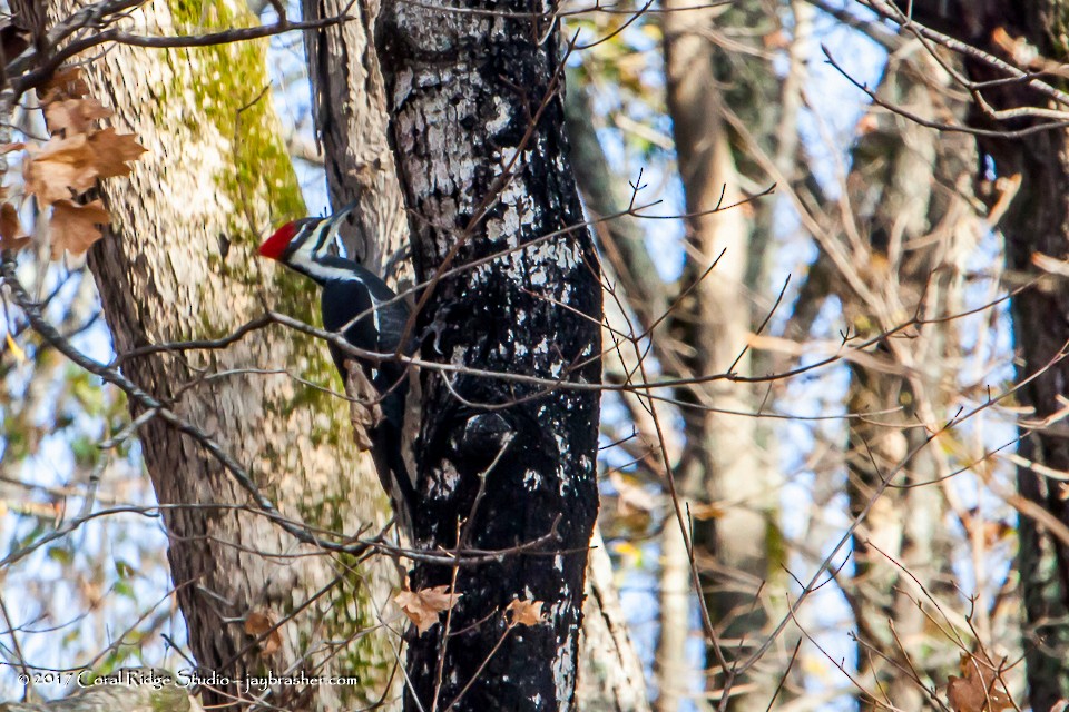 Pileated Woodpecker - Jay Brasher