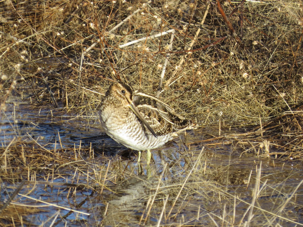 Wilson's Snipe - ML75664441