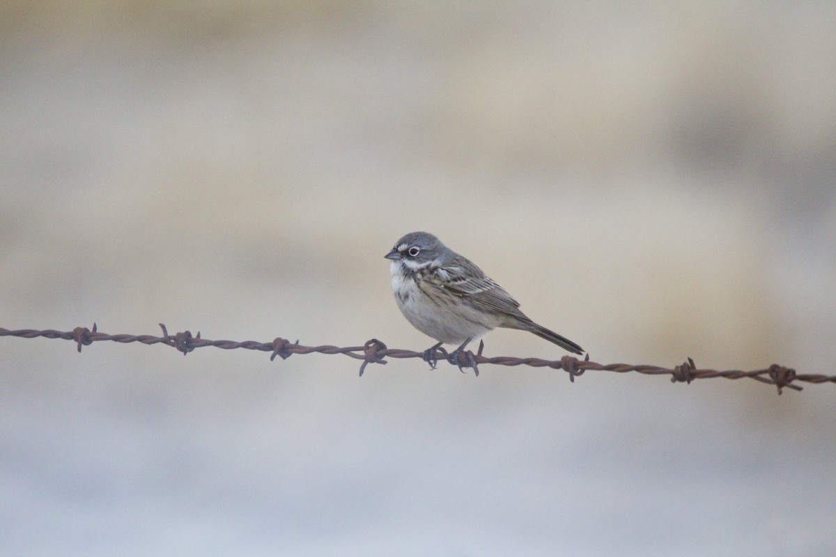 Sagebrush Sparrow - ML75664931