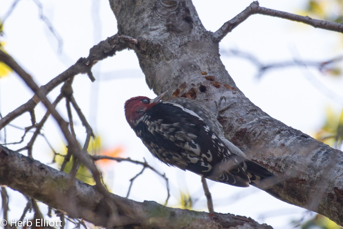 Red-breasted Sapsucker - ML75665361