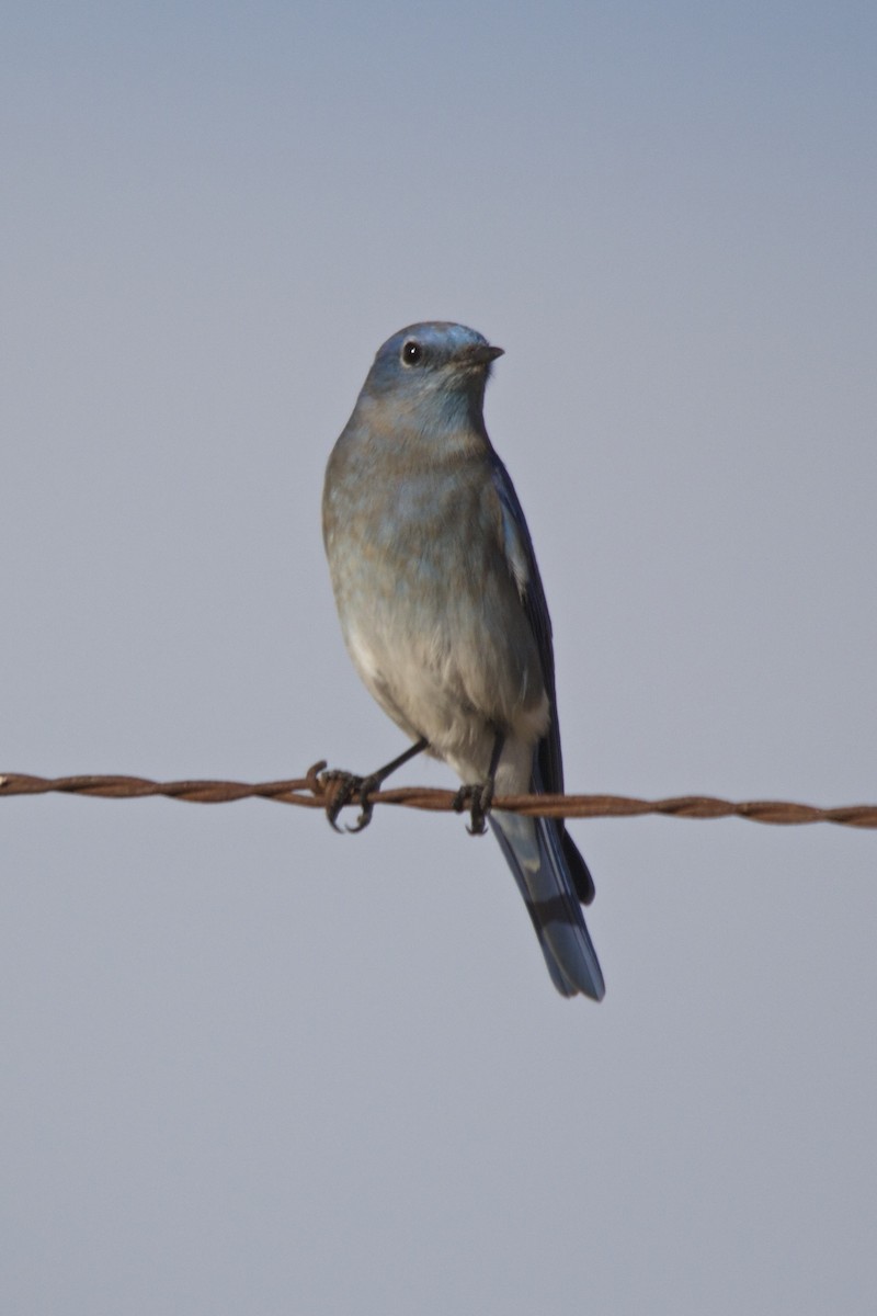 Mountain Bluebird - ML75665491